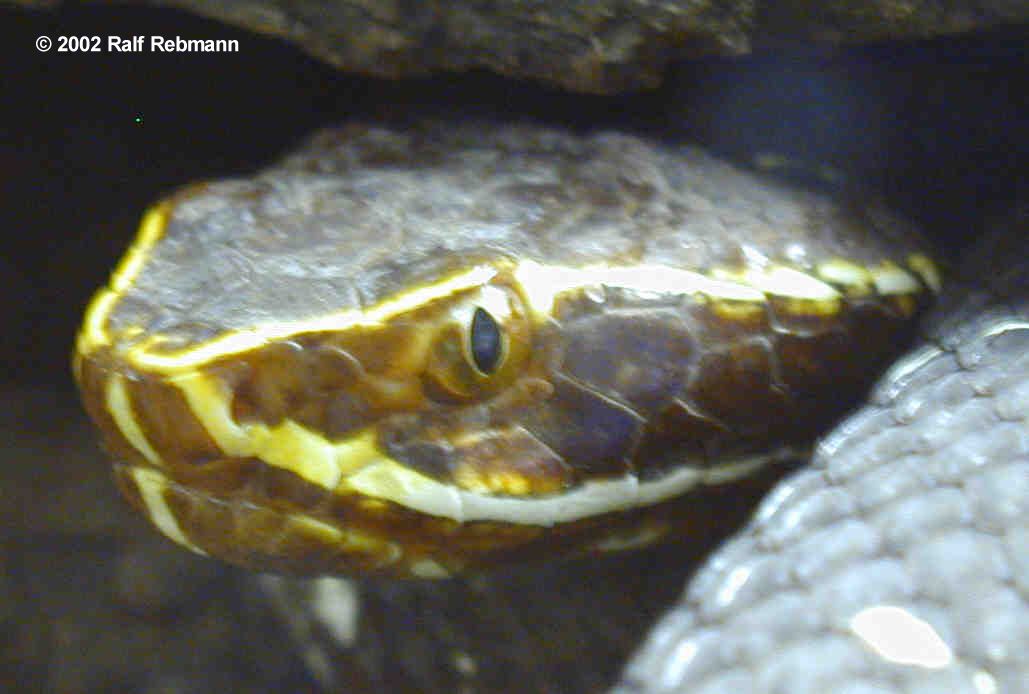 Agkistrodon bilineatus Bild02